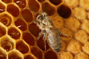 Le miel d'abeilles est-il Kachèr ?