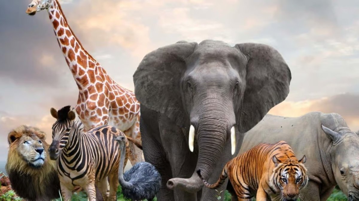 Connaît-on tous les animaux Kachèr ?