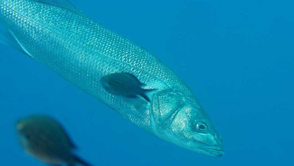 Connaît-on tous les poissons Kachèr ?