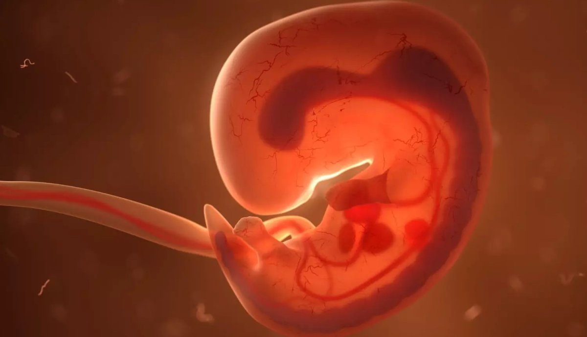 Le foetus : Etrange et méconnu