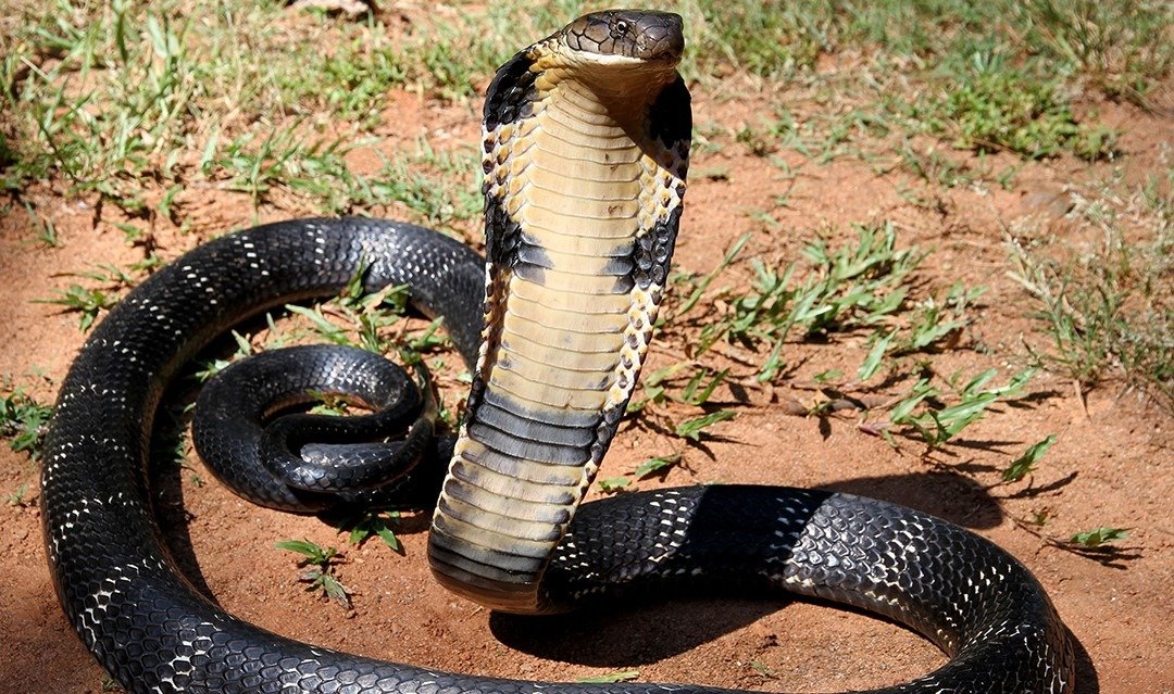 Le cobra