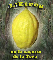 L’Étrog ou la sagesse de la Tora