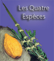 Lois sur les Arba'ate Haminim
