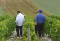 Vendanges Kacher