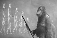 Pourquoi le singe ne descend pas de l'homme ?