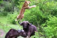 Le Lion volant