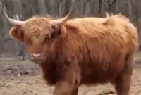 Une vache rousse identifiée : le Machia'h se rapproche !