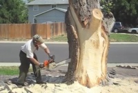 Vous ne pouvez pas croire ce qui sortira de cet arbre !