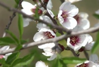 Le printemps des temps bibliques