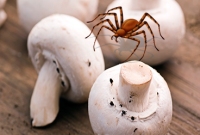 Les pièges de la cuisine - Les CHAMPIGNONS