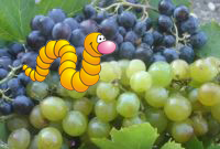 Les pièges de la cuisine - Les RAISINS