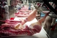 Bonbons à la mode porcine