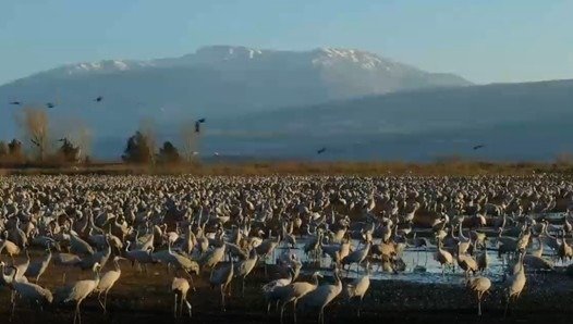 Les oiseaux de 'Hanouka