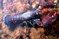 La philosophie du homard