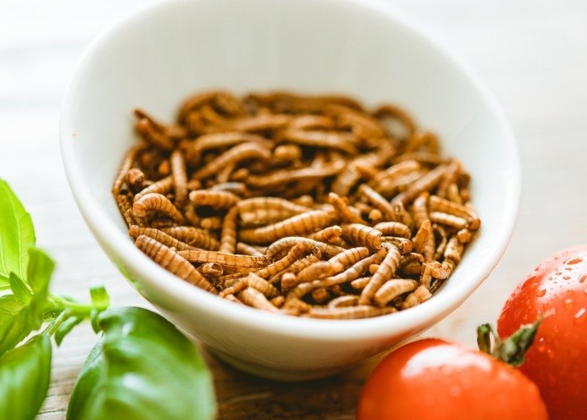 Attention danger ! Des insectes dans votre  assiette !
