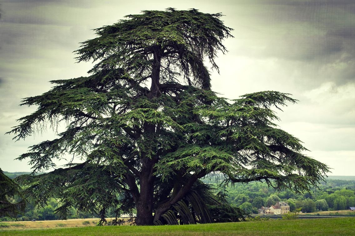 La symbolique de l'homme et de l'arbre