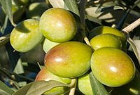 Les olives et la mémoire