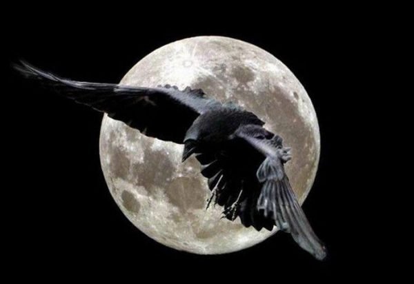 Le corbeau de Pourim ou le rêve fou des antisémites