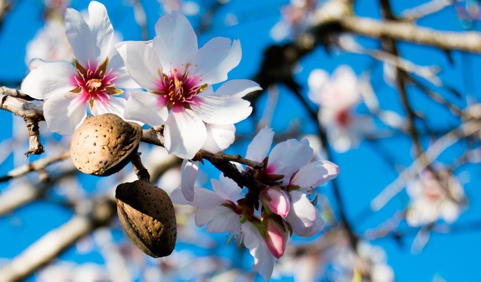 Apprendre des arbres à saisir la vie