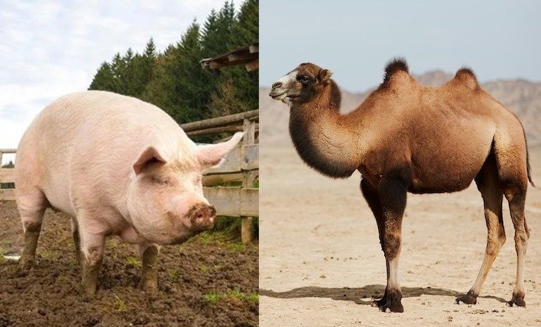 La symbolique du cochon et du chameau dans la Kacheroute