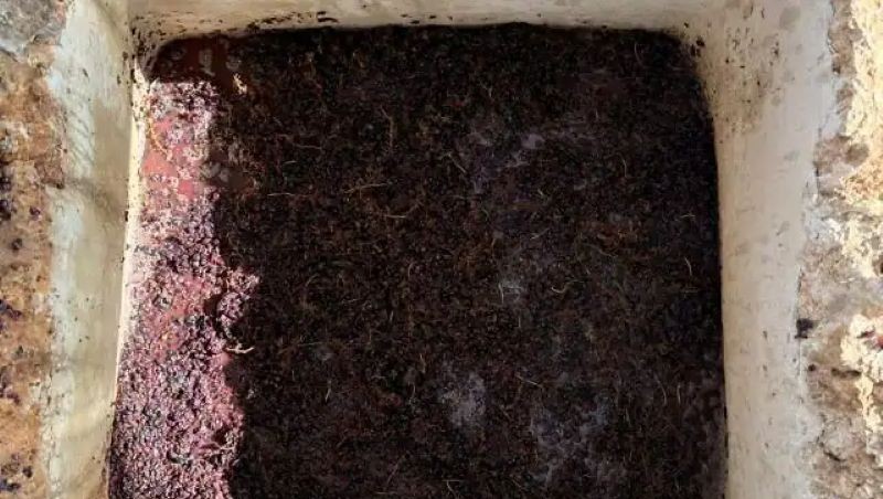 Raisins dans la cuve de collecte d’un pressoir antique restauré.