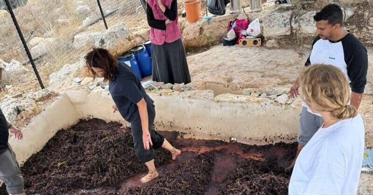 Foulage du raisin lors de l’expérience de vinification à Khirbet er-Rafid, en septembre 2026.