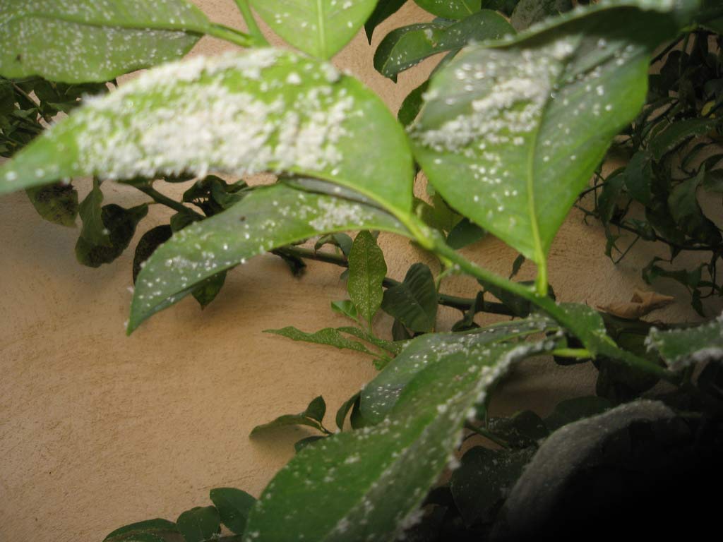 Feuilles de citronnier infestées