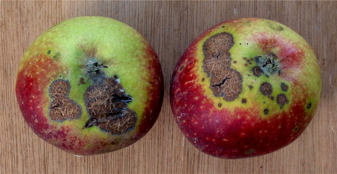 La tavelure du pommier est la principale maladie du pommier (genre Malus). Elle est causée par un champignon ascomycète.