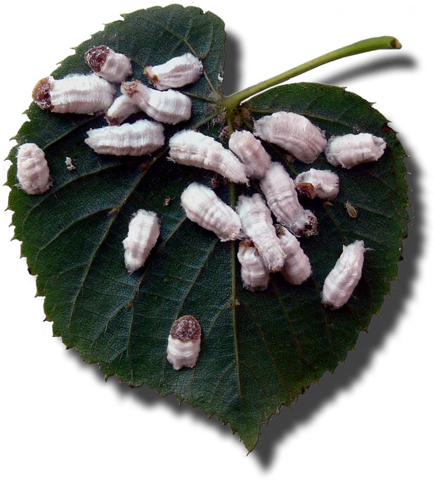 Cochenille farineuse de l'Oranger. Ces fruits sont déclassés du fait des décolorations et de la présence de ces parasite...