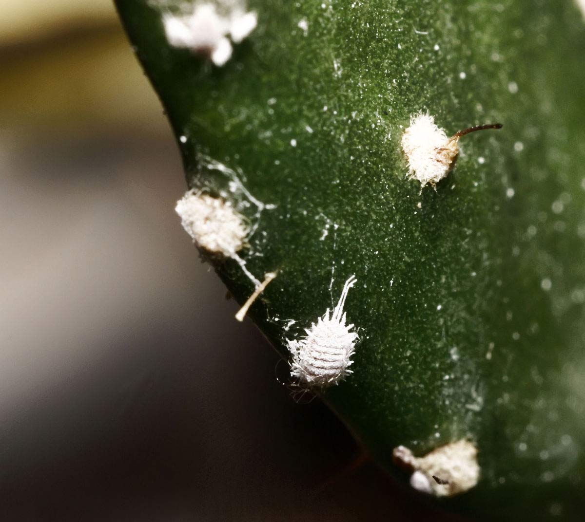 Cochenille farineuse du citronnier. Les mêmes symptômes que sur l’orange