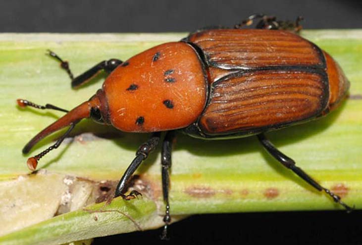Insectes (Apion) spécifiquement communs et particuliers aux artichauts. On les retrouve dans le cœur de ceux-ci