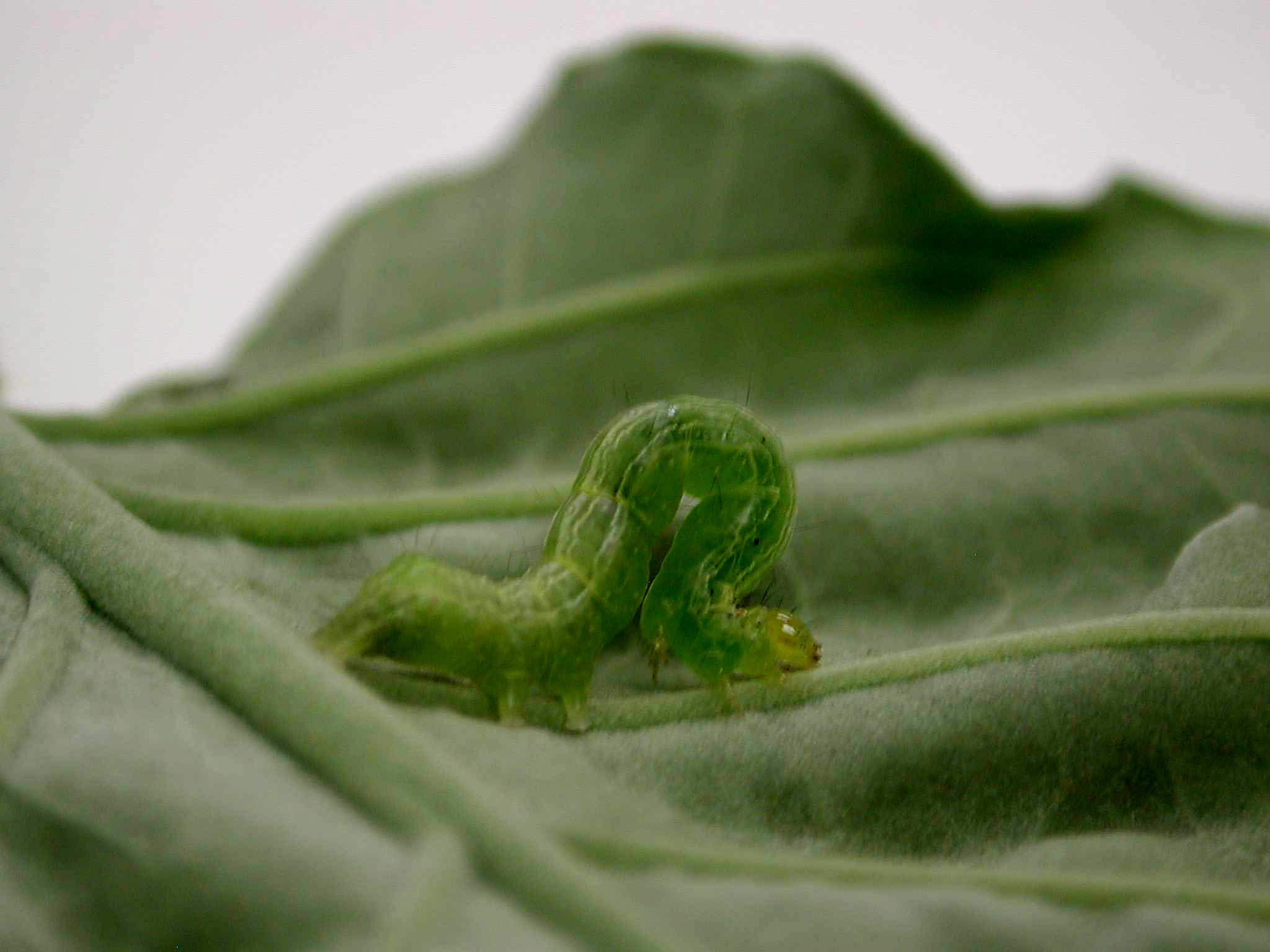 Dégâts causés par l’arpenteuse sur un plant de chou