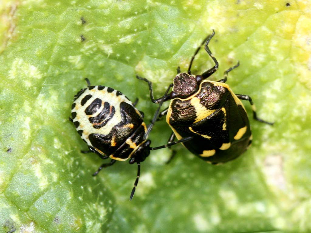 Punaise du chou commun que l’on retrouve dans le chou se présente sous cette forme