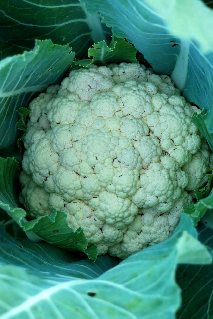 Comme on peut le remarquer, la larve peut se retrouver sur la partie extrême des feuilles du chou fleur