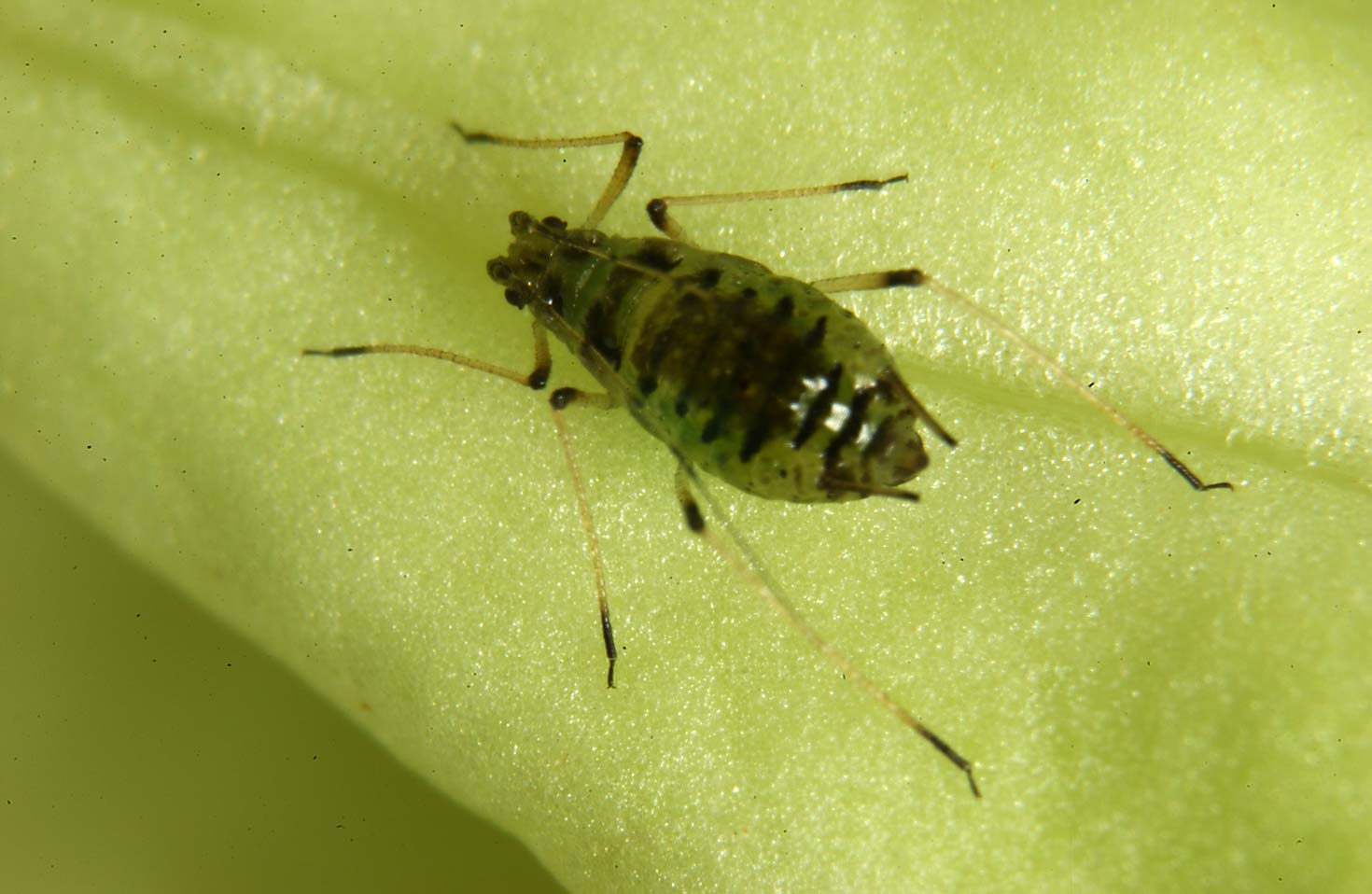 Puceron sur un plant de laitue