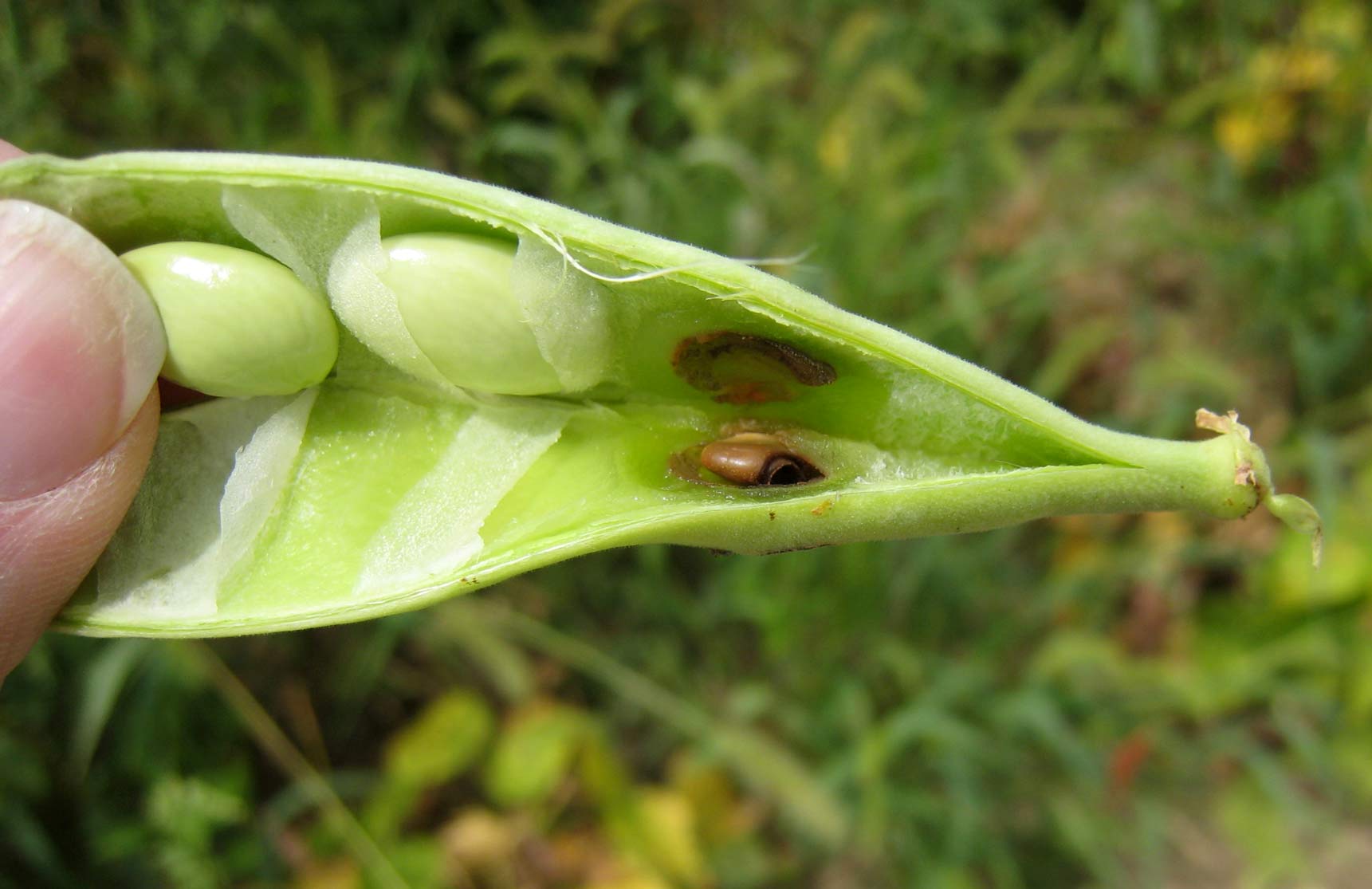 Le puceron (La Bruche) adulte sortant d’une fève. Cet insecte est un hôte fréquent de la fève, du petit pois et du hari...