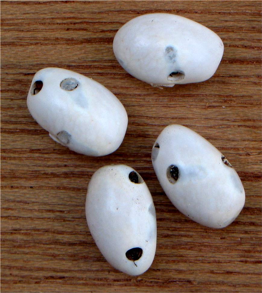 Des pucerons (Bruche) infestant des haricots