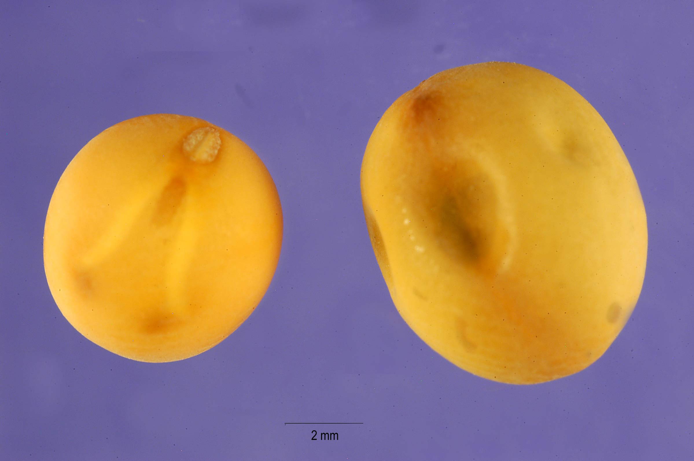 Larve (Contarinia Pisia) à l’intérieur d’un petit pois creusant des galeries
