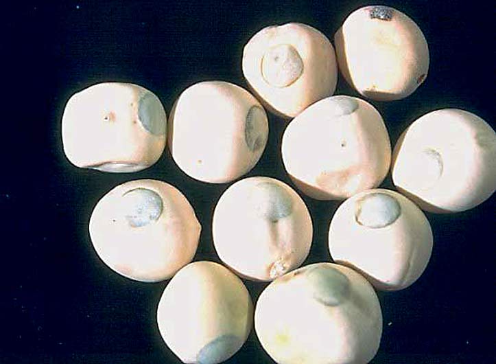 Les petits pois bruchés (infestés de Bruches) sont impropres à la consommation et ne peuvent pas servir de semences, le...