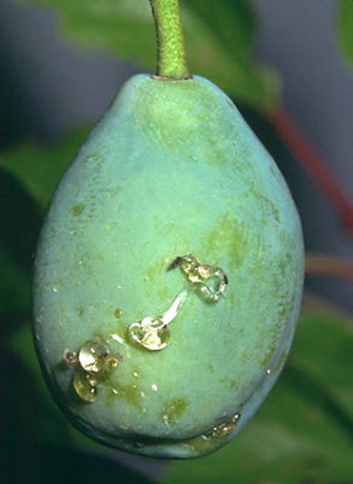 La prune attaquée prend une coloration foncée, ne se développe plus et laisse exsuder quelques gouttelettes gommeuses ca...