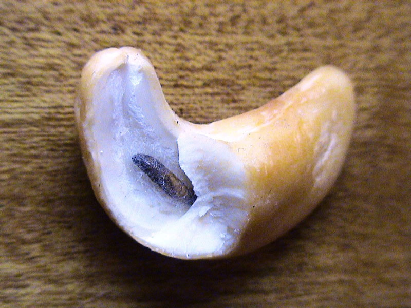 Prise de vue exceptionnelle d’une noix de cajou habitée par un hôte de marque. Ce fruit nécessite une vérification systé...