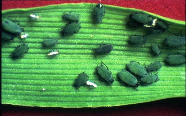 Les feuilles de maïs sont un repaire idéal pour la Chrysalide