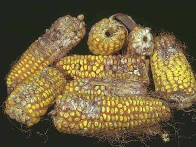 Voici comment se présente un plant de maïs attaqué par la Chrysalide