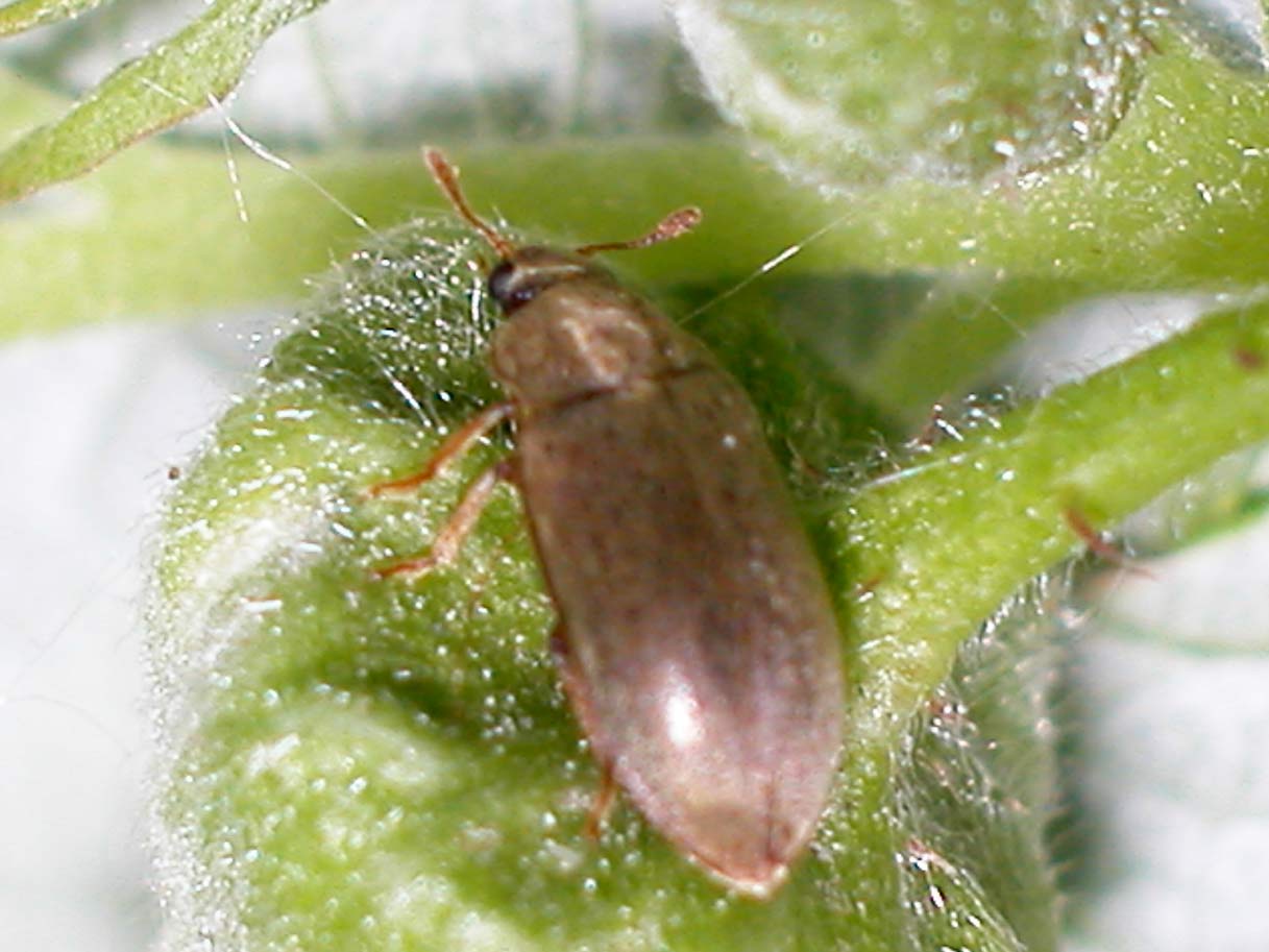 Le ver des framboise se transforme à l’état adulte en puceron. Ici sur un bouton de framboisier (grossi 22 fois)