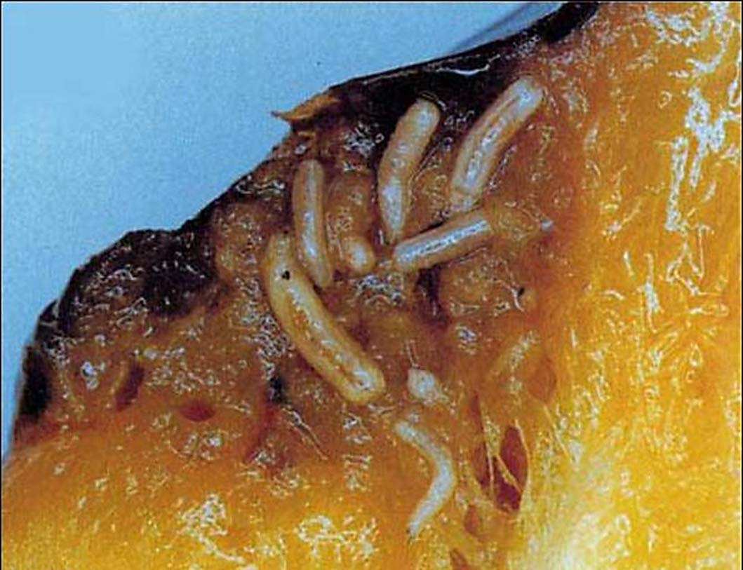 Voici à quoi ressemblent des pêches contaminées