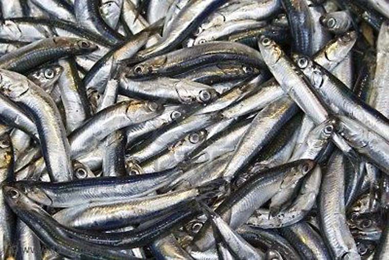 Les Anchois