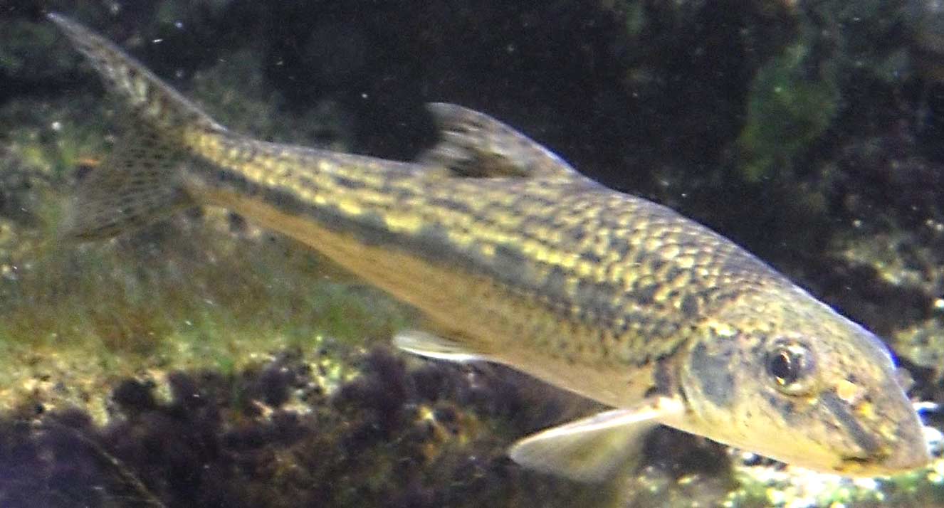 Le Goujon
