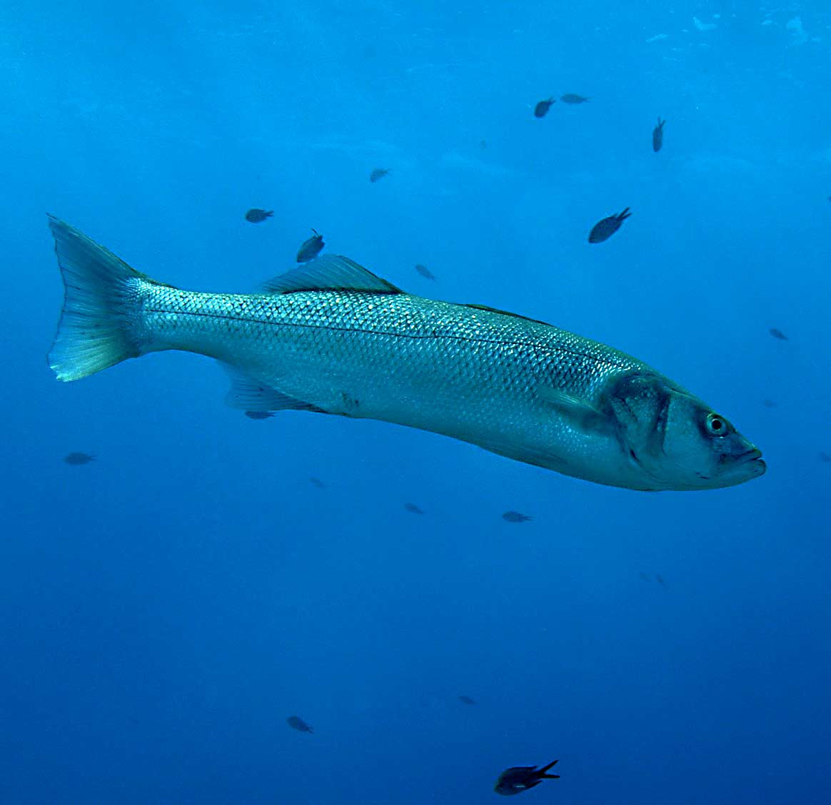 Le loup de mer