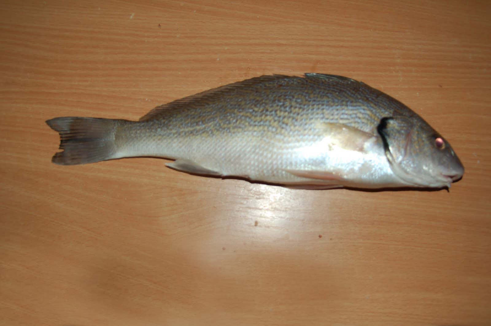 L'Ombrine