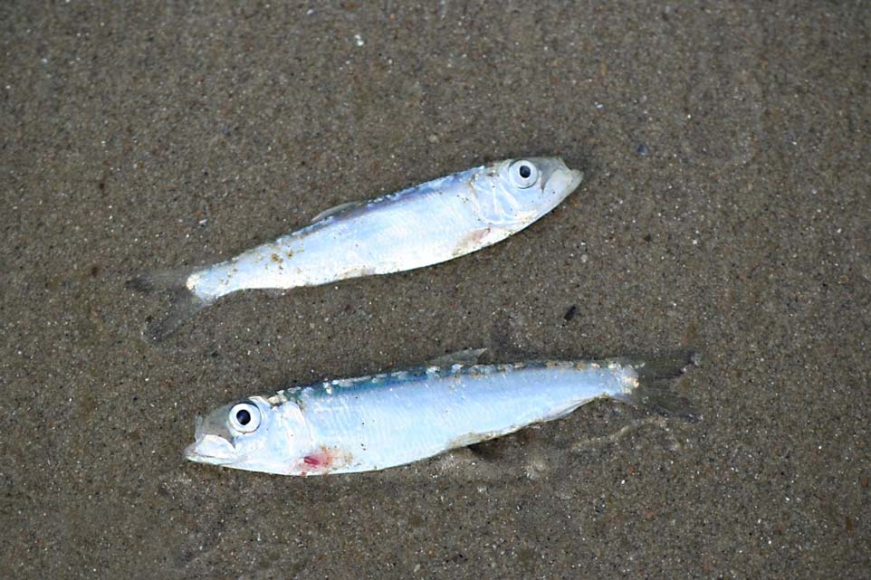 Le Sprat